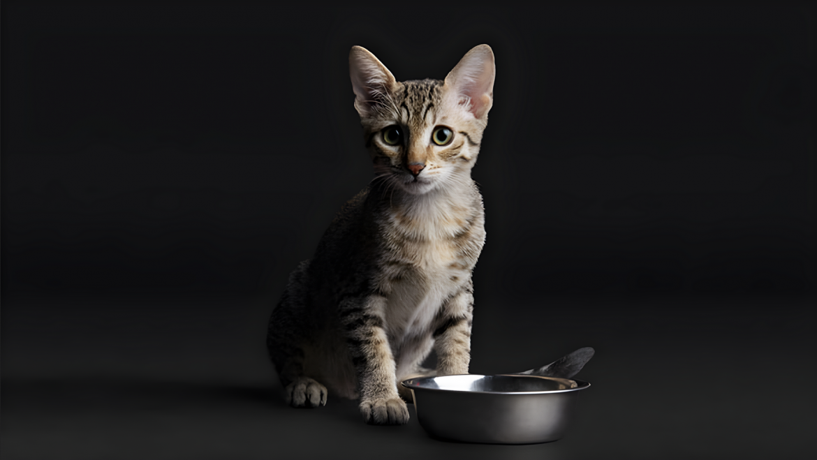 Mengoptimalkan Pertumbuhan Si Kitten dengan ProPlan: Nutrisi yang Dibutuhkan untuk Anak Kucing